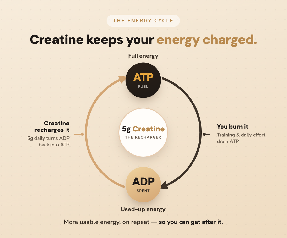 How Creatine Works